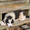 Border Collie/Great Pyrenees puppies