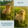 AKC Golden Retriever Puppy - Champion Bloodlines