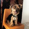 Re-homing this little yorkie