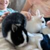 Blue-Eyed Netherland Dwarf Bunnies