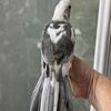 Hand fed pied whiteface cockatiel