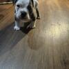I have one 8 week old male pup avail-a-bull