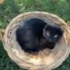 Black Scottish Fold Kittens 