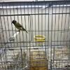 Finches and canary’s