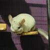 Chinchillas