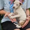 Very Affectionate Deaf puppy