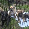 CKC Registered Boxer Pups 