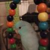 Male Blue Parrotlet