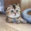 Golden Shaded Scottish Fold Male