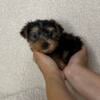 Payment plan, Precious tiny teacup, Yorkie male, black and gold