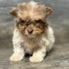 Yorkie-poo pups and 3/4poodle 1/4 shihtzu pups