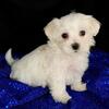 Rexa – Lovely Female Maltese Puppy Available | Call/Text (325) 733-0339