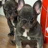 🐾 AKC Registered French Bulldog Puppies – 2 Females Available 🐾