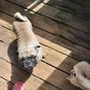 pug puppies 