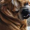 Purebred English Bulldog Male