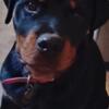 Beautiful Rottweiler 