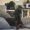 Doberman pinscher