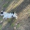 Pit bully puppy