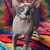 Sphynx- 1 year male TICA registered