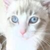 Ragdoll kittens female