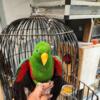 Beautiful parrot need new home