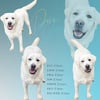 Akc English White Lab Full registration females