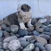 Olde English Bulldogge puppies