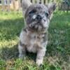 Frenchie boy puppies ready soon