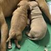 XL AMERICAN BULLY PUPPIES -