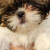 Shih Tzu Puppies for sale