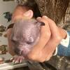 Hairless Chihuahua Male