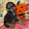 DOBERMAN PUPS / READY FOR PICKUP NOW FRIDAY SEPT 27TH THROUGH SUNDAY SEPTEMBER 29TH!