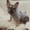 French Bulldog Male $2000