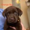 Labrador Retriever puppies