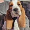 Basset hound puppies