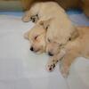 Double doodle puppies