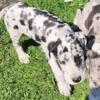 Male Great Dane puppy