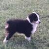 TOY/small Miniature Australian Shepherd Puppy