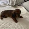 Dachshund puppy for sale