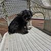 Miniature Schnoodle female ready to go home!