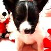 PAPILLON BEAUTIFUL, HAPPY FEMALE AVAIL FOR FREE DELIVERY!