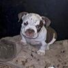 Micro Bully