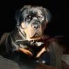 Rottweiler Stud Services- AKC