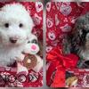 Miniature Golden Doodle Puppies Parti