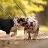 English Bulldog Puppies