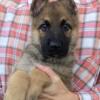 AKC German Shepherd MALE Pup: ZEUS