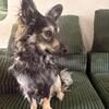 1 yo Aussie chihuahua mix