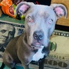 For sale 1 year old blue nose Pit Bull