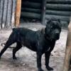 Cane Corso Available For Studding