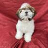 Shih Tzu Pups Looking for Homes